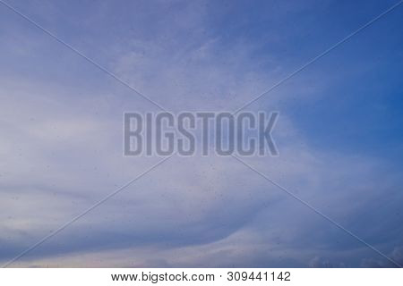 Swarm Of Gnats. Lots Of Mosquitoes And Flies On Blue Sky Background. Mosquitoes Flying And Swarming 