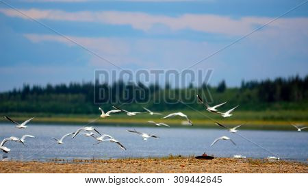 A Flock Of Northern White Gulls Flies Wings Over The Stone Bank Of The Vilyu River In Yakutia On The