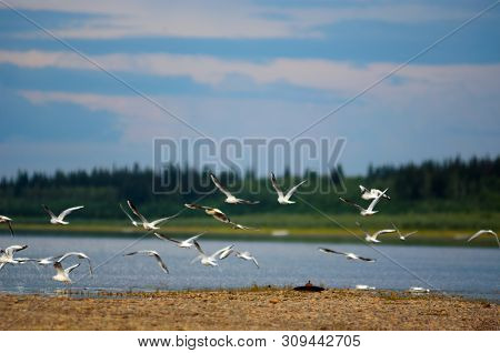 A Flock Of Wild Northern White Birds Gulls Flies Waving Wings Over The Bank Of The River With Two Em