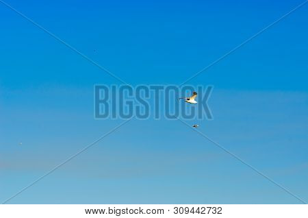 The Northern White Gull Flies On The Blue Sky.