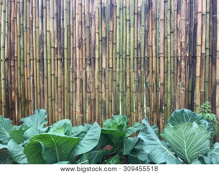 Natural Multicolored Bamboo Wood Logs Attached Together As A Wall With Fresh Green Vegetables On Soi