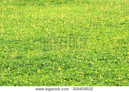 Green Leaf Of Arachis Pintoi (pinto Peanut)