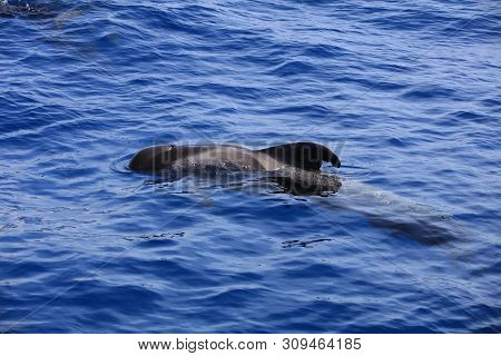 Short-finned Pilot Whale (globicephala Macrorhynchus) In The Atlantic Ocean. Canary Islands. Spain