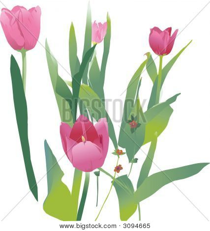 Tulipanes