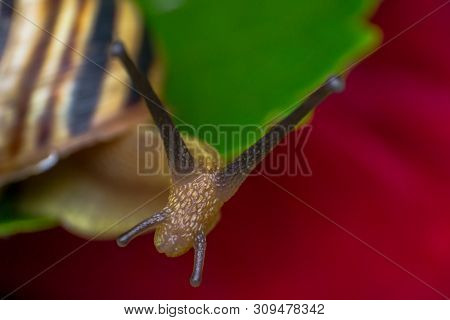 Macro Photo Of A Garden Snail In Summer Season