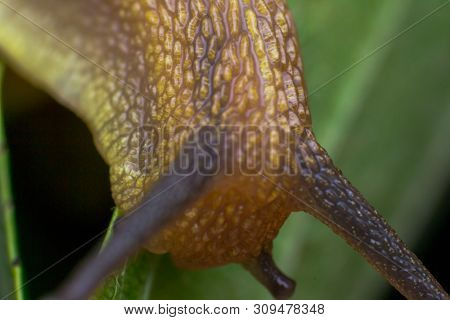 Macro Photo Of A Garden Snail In Summer Season