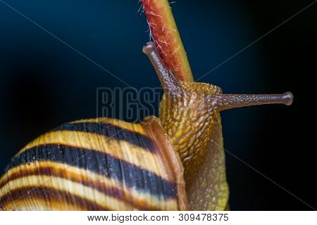 Macro Photo Of A Garden Snail In Summer Season