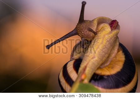 Macro Photo Of A Garden Snail In Summer Season
