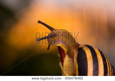 Macro Photo Of A Garden Snail In Summer Season