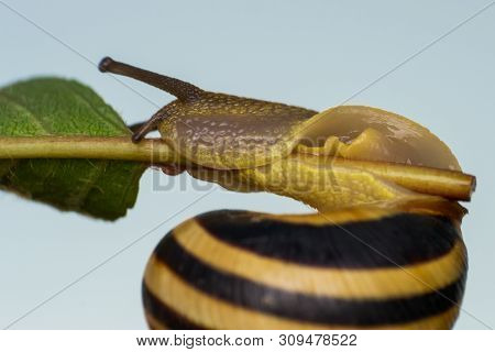 Macro Photo Of A Garden Snail In Summer Season
