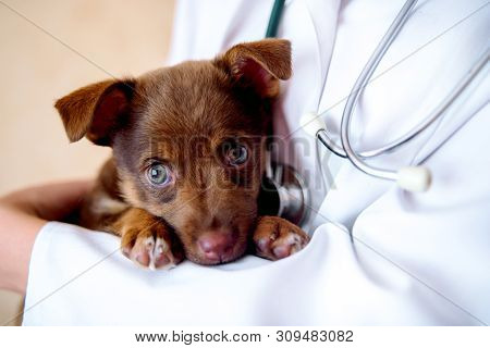 The Vet Examines A Puppy In The Hospital. The Little Dog Got Sick. Puppy In The Hands Of A Veteran D