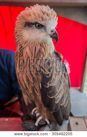 Black Kite, Milvus Migrans, Brown Bird Of Prey Sitting On The Hand. The Concept Of Bird Hunting, Hun