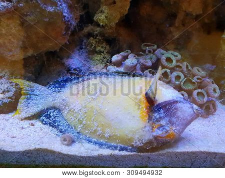 Soft Focus Of Fish Died Alone On The Sand In The Aquarium (orange Shoulder Tang, Zebrasoma Yellow Ta
