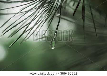 A Drop Of Dew After Rain Froze Between The Pairs Of Pine Needles On A Pine Tree Close-up. Copy Space