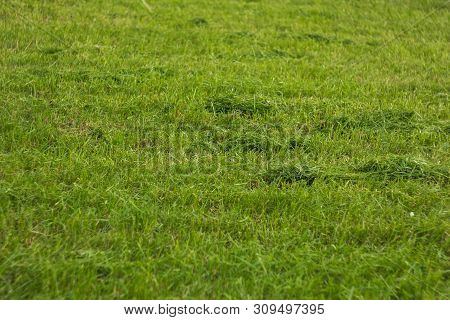 Texture Of Young Green Lawn Close Up. Growing Grass On The Ground
