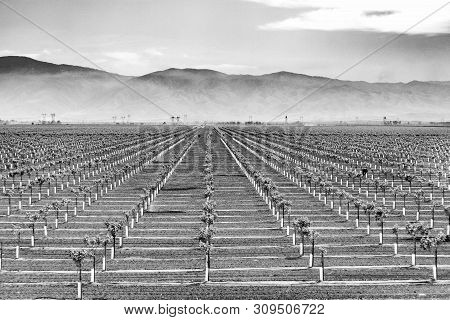 Vineyard For Famous California Wine At Bakersfield, California, Usa