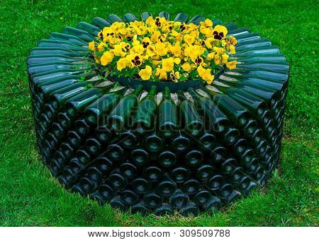 Yellow Flowers In A Bed Of Empty Glass Green Wine Bottles, Abrau-durso