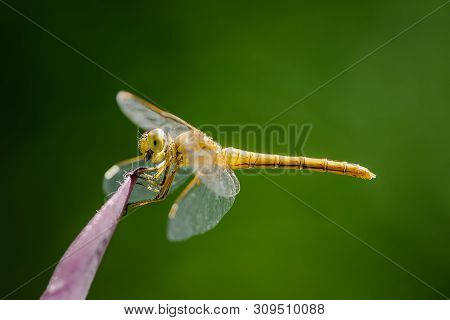 Nature Background Dragonfly. Dragonfly Insect In Nature. Nature Insect Dragonfly On Red Plant. Drago