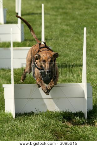 Hund springen