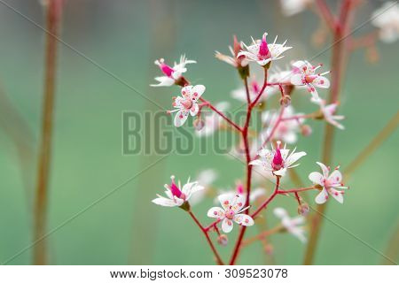 Blooming Flowers Of Saxifrage Umbrosa In The Summer Garden Close-up