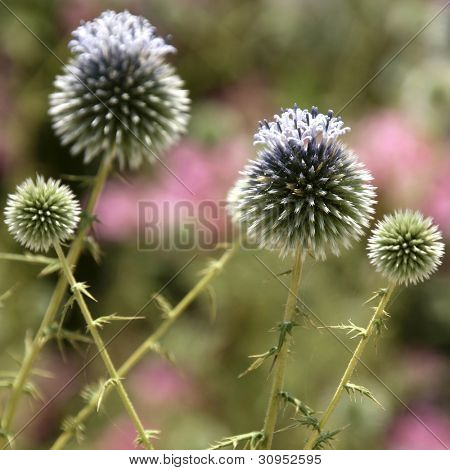 Close-up shot van stekelige plant in de natuur