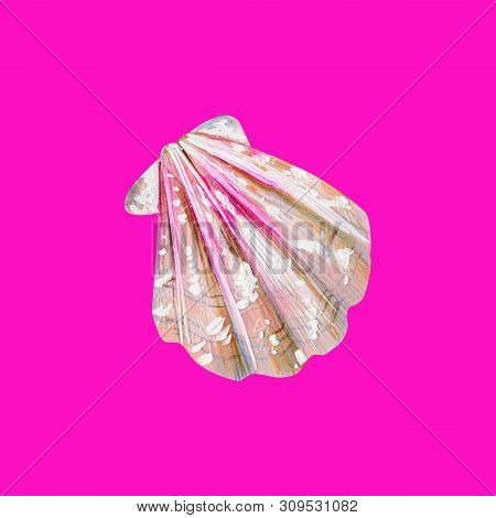 Mother Of Pearl With Pink Sea Shell Scallop. Sea Bivalve Pectinidae. Nature Of The Ocean. Underwater