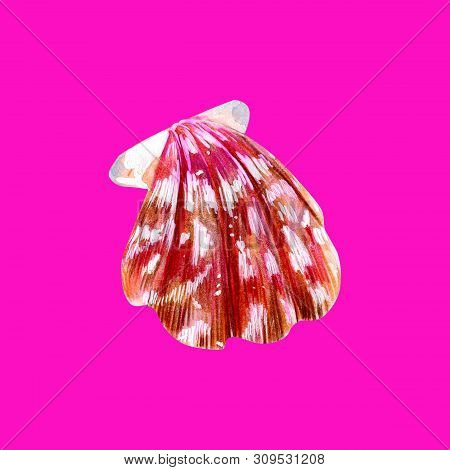 Pink Mother Of Pearl Shell Scallop. Sea Bivalve Pectinidae. Nature Of The Ocean. Underwater Resident