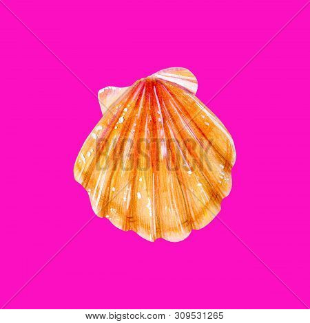 Yellow Sea Shell Scallop. Sea Bivalve Pectinidae. Nature Of The Ocean. Underwater Resident. Hand Dra