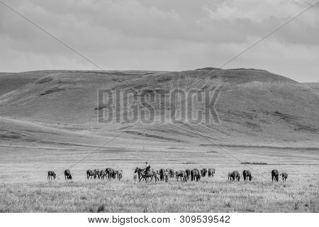 Herd Of Horses With Shepherd On A Green Meadow. Horse Farm Pasture With Mare And Foal. Summer Day La