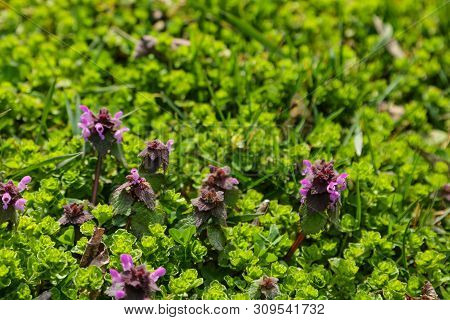 Perennial Primrose Or Primula In The Spring Garden. Spring Primroses Flowers, Primula Polyanthus.