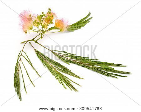Albizia Julibrissin Or Persian Silk Tree, Pink Silk Tree. Isolated On White Background