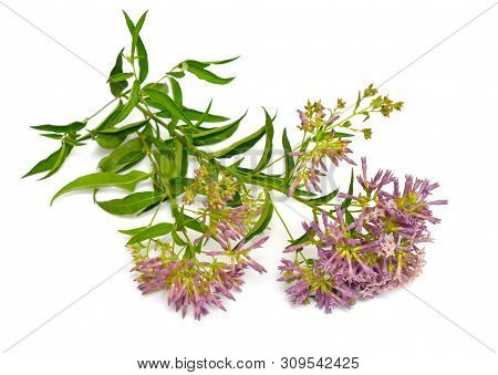Cestrum Known As Cestrums Or Jessamines Isolated On White