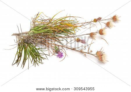 Plant Jurinea Stoechadifolia Isolated On White Background