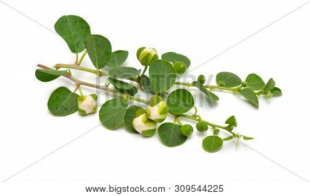 Plant Capparis, Known As Caper Shrubs Or Caperbushes. Isolated On White Background