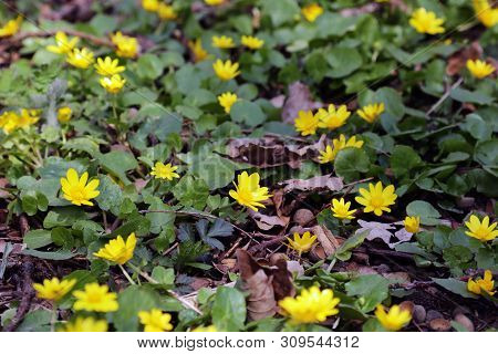 Yellow Flowers Branch On Green Grass Background. Ranunculus Acris, Meadow Buttercup.
