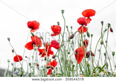 One Red Poppy Flower On A Blurred Background.