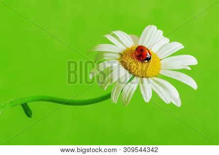 One Red Ladybug On A Marguerite On A Green Background.