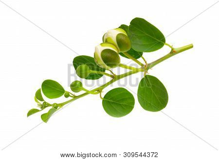 Plant Capparis, Known As Caper Shrubs Or Caperbushes. Isolated On White Background