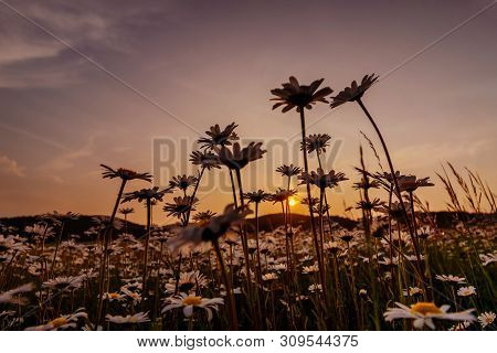 A Group Of Marguerites On A Meadow Taken At Sunset.