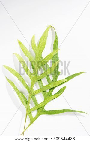 Wart Fern Leaf,phymatosorus Scolopendria Fresh Green Leaves On White Background,top View