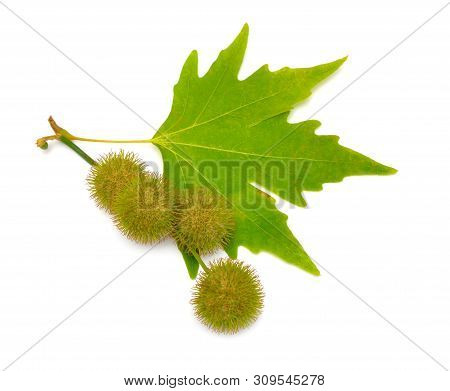 Leaves And Fruit Of Platanus. Planes Or Plane Trees. Isolated On White Background