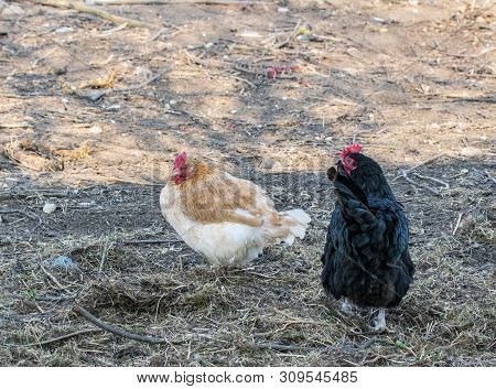 Chickens Walk In The Farm Garden. Chickens In The Barnyard. Poultry Farm.