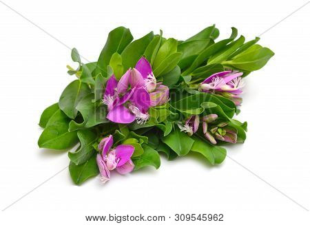 Polygala Myrtifolia Or Myrtle-leaf Milkwort Isolated On White Background