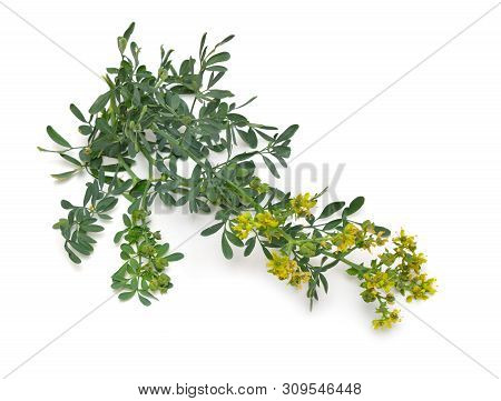 Ruta Commonly Known As Rue Ruta Graveolens Rue Or Common Rue. Isolated On White Background