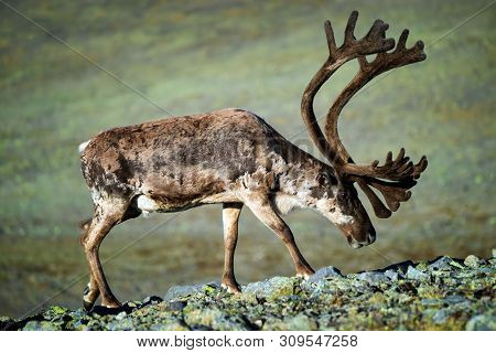Reindeer With Big Antlers, Jotunheimen Mountains, Norway