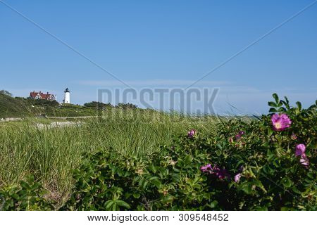 View Of The Nobska Light Lighthouse Beyond The Beach Covered With Seagrass And Pink Roses