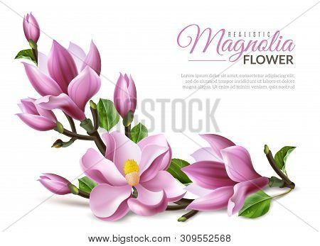 Realistic Magnolia Illustration. Realistic Magnolia Flowers Branch On White Background Isolated Elem