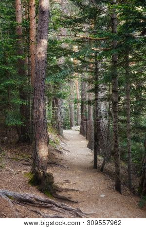 Mountain Pine Tree In A Spanish Pyrenees