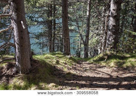 Mountain Pine Tree In A Spanish Pyrenees