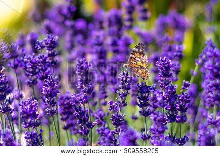 Orange Butterfly (vanessa Cardui) And Bee On The Lavender Flower. Purple Aromathic Blossom With Inse